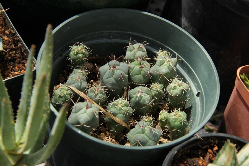 Thelocactus hexaedrophorus, in 6 inch pot about 2 year old no sown date, they grow naturally next to the mother plant from the seed that fall,<br />transplanted to the pot about a year ago.