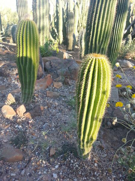 Mature plants