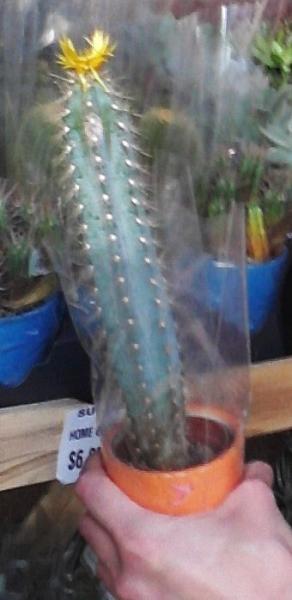 cactus before purchasing