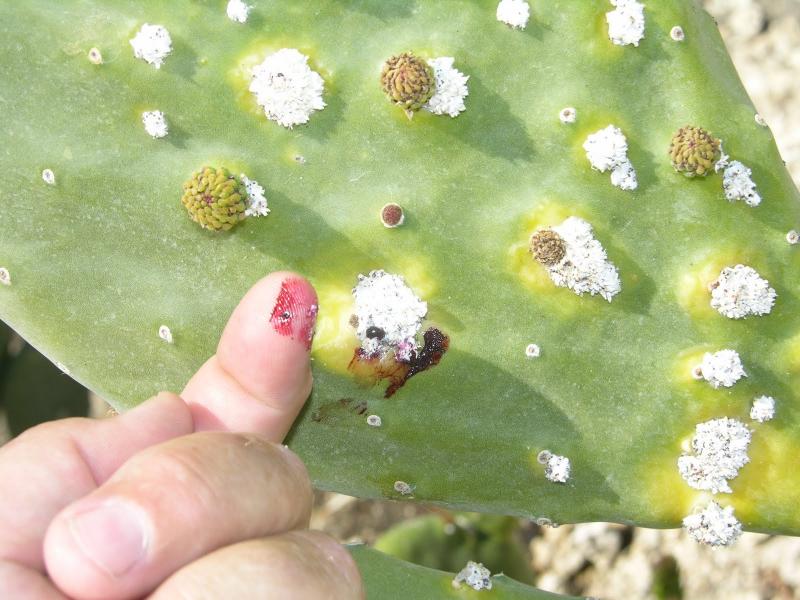 The 'Opuntia&quot; Cactus w/ Cochineal Scale.