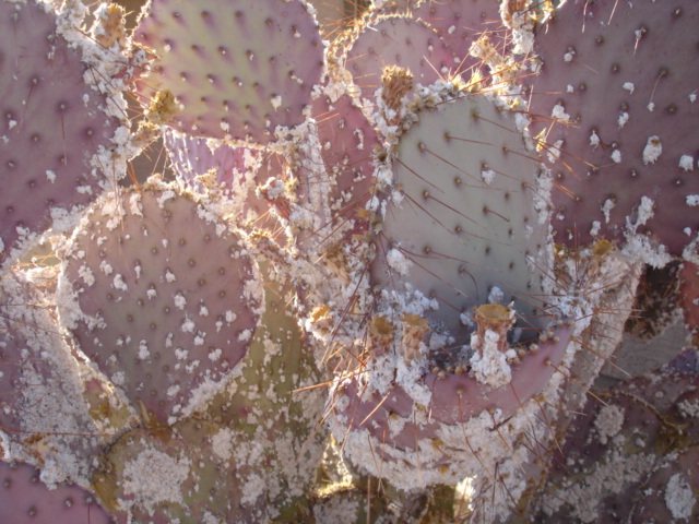 Heavy infestation of Cochineal Scale on a Opuntia Cactus.