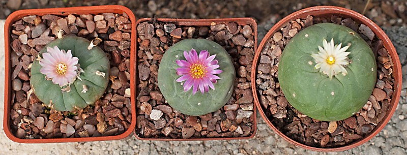 lophophora's.jpg