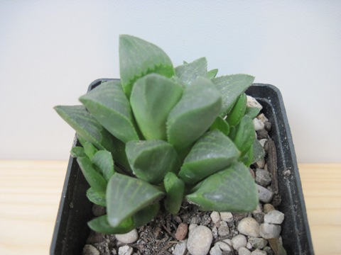 Haworthia - Agava-1.jpg