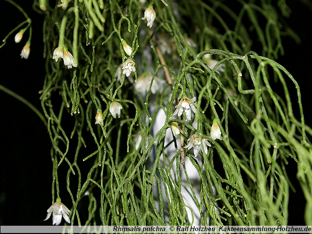 411_Rhipsalis_pulchra.JPG