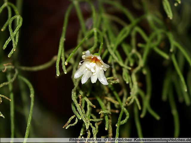 412_Rhipsalis_pulchra.JPG