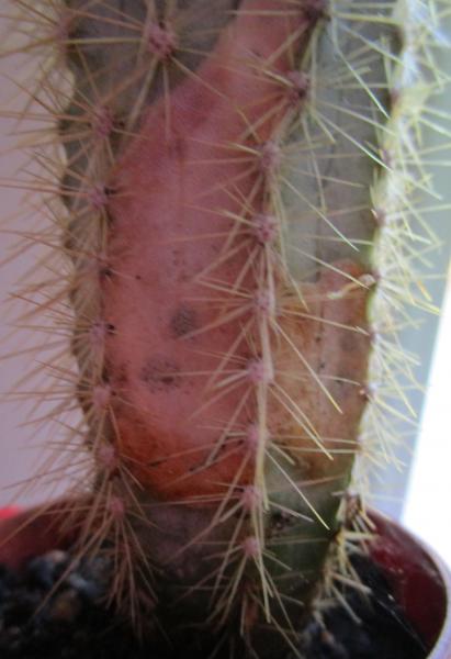 Cactus 2 - Close-up