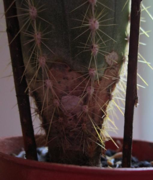 Cactus 1 - close-up - it also has black marks now