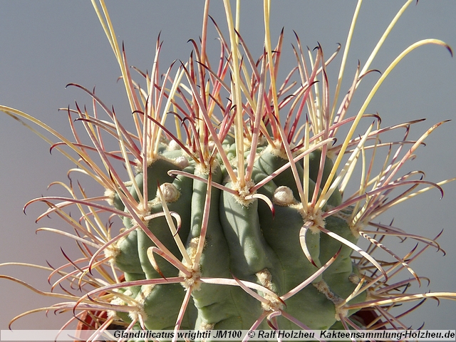 01_Glandulicactus_wrightii_JM100_Sitting_Bull_Falls_NM.JPG