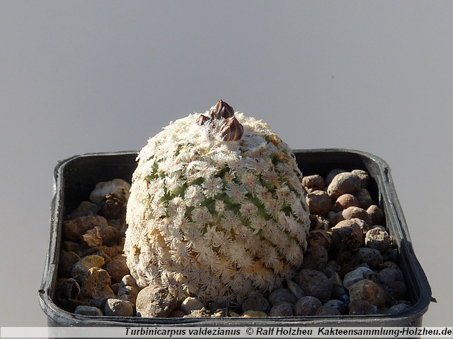 06_Turbinicarpus_valdezianus.JPG