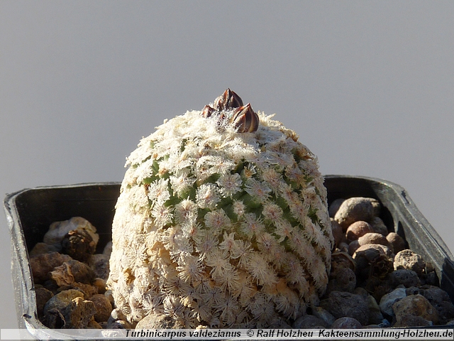 07_Turbinicarpus_valdezianus.JPG