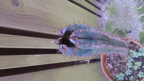 cactus5.jpg