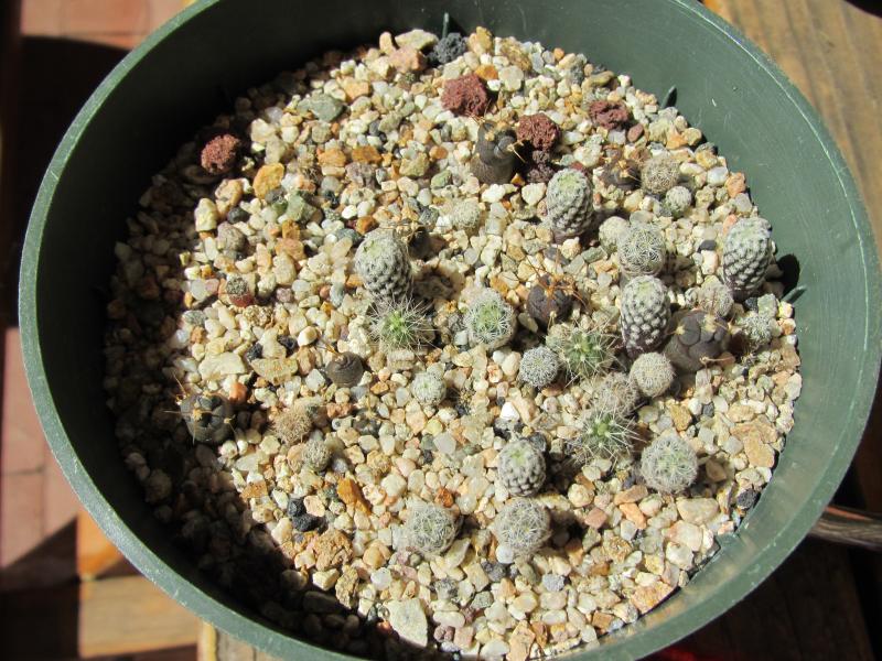 a mix of Mexican cactus