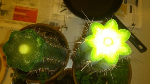 2 cacti