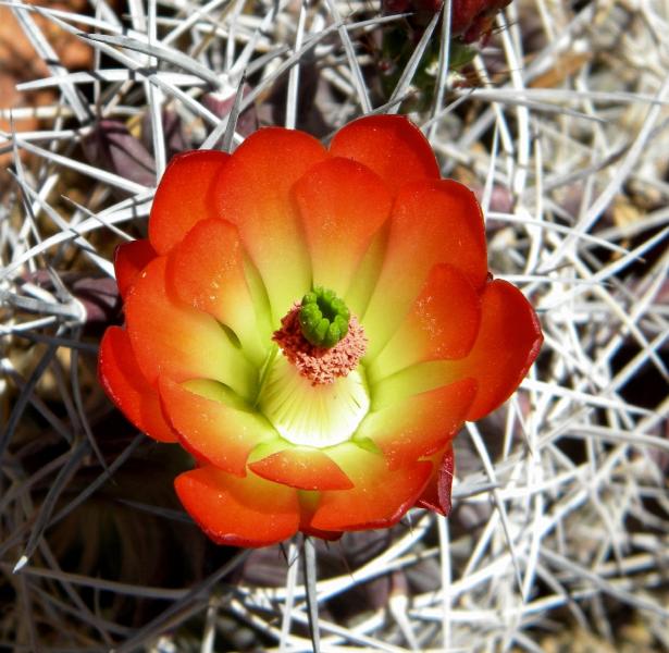 echinocereus triglochidiatus