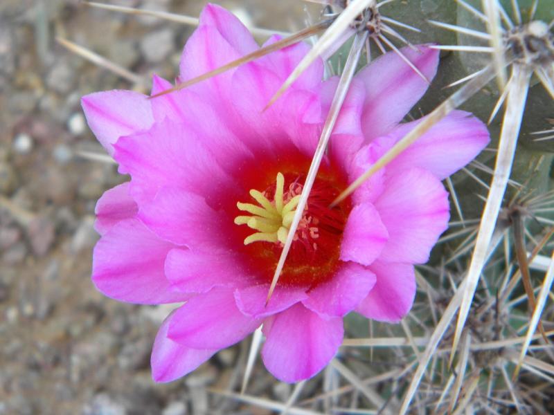 echinocereus brandegeei