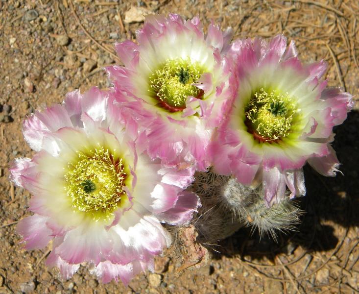 echinocereus dasyacanthus