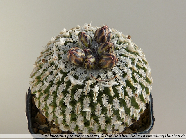 10_Turbinicarpus_pseudopectinatus.JPG