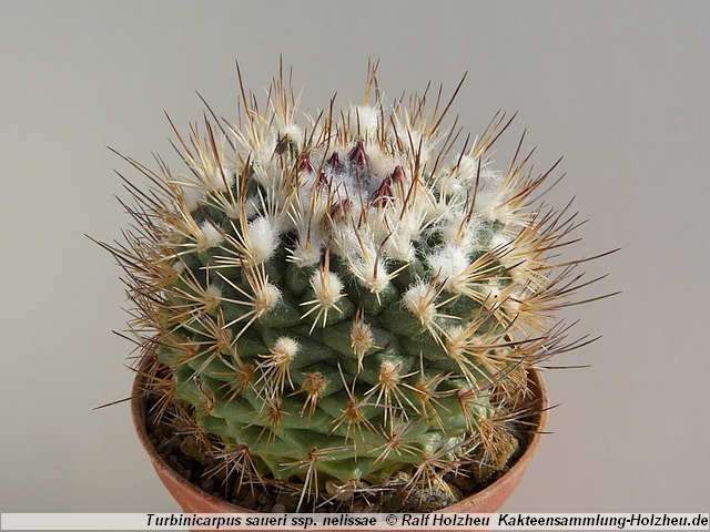 11_Turbinicarpus_saueri_ssp._nelissae.JPG