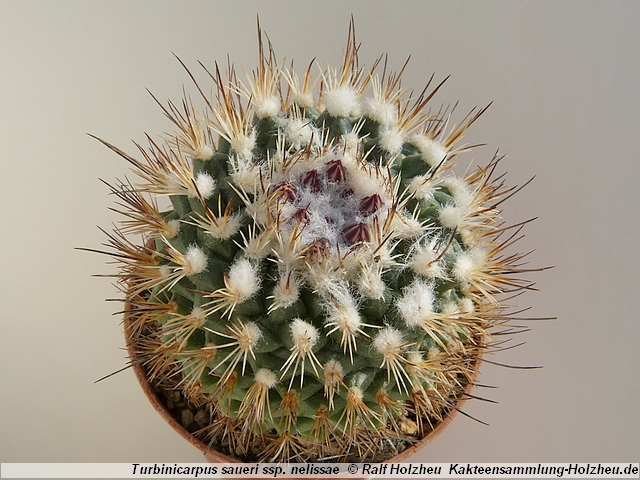 12_Turbinicarpus_saueri_ssp._nelissae.JPG