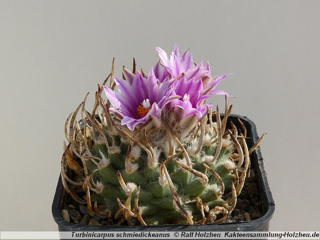 13_Turbinicarpus_schmiedickeanus.JPG