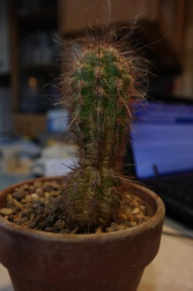 cactus 2.jpg