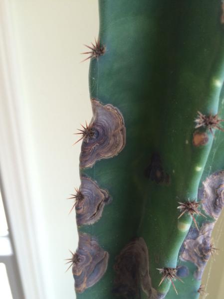 cereus_spots1.jpg