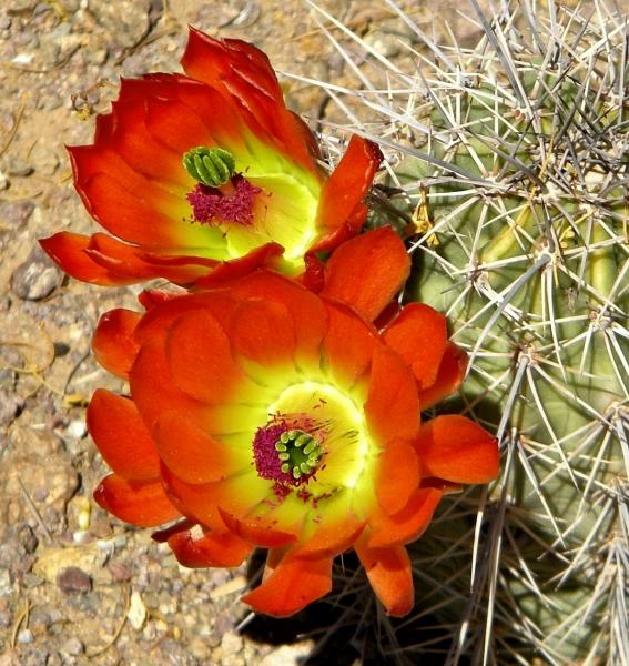 echinocereus triglochidiatus