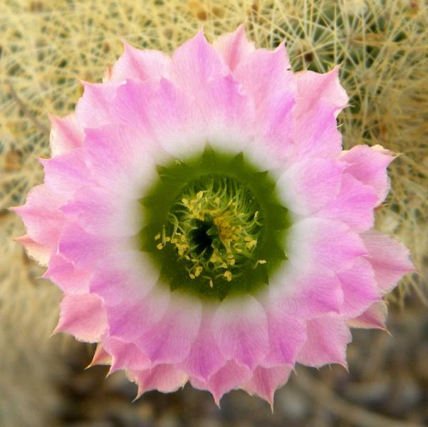 Echinocereus reichenbachii