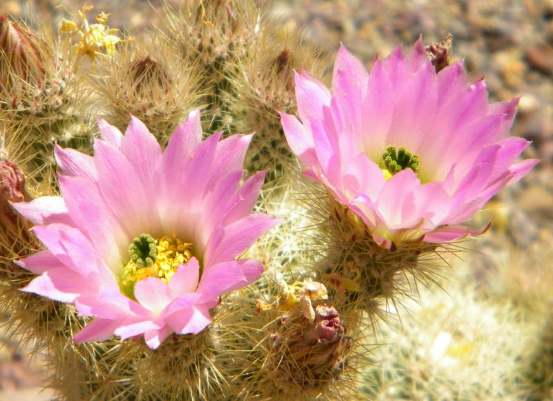 echinocereus websterianus