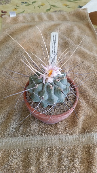 thelocactus rinconensis ssp