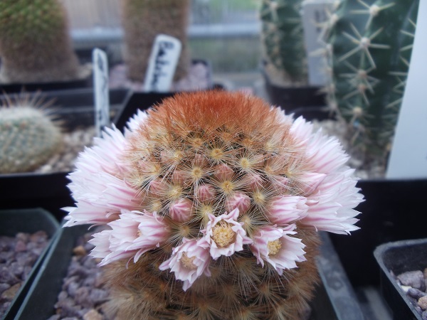 mammillaria carmenae