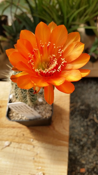 echinopsis hybrid