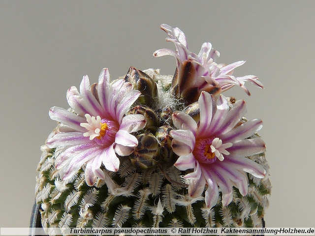 16_Turbinicarpus_pseudopectinatus.JPG