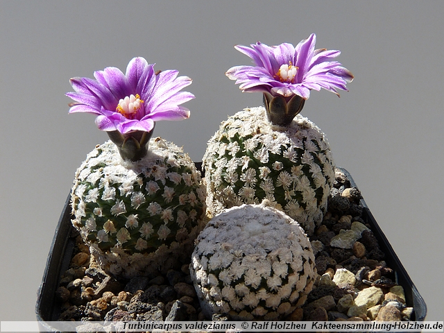 21_Turbinicarpus_valdezianus.JPG