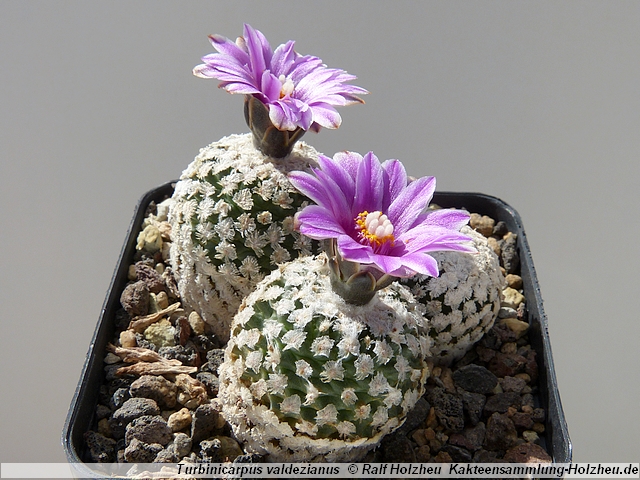 22_Turbinicarpus_valdezianus.JPG