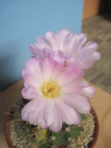 Acanthocalycium violaceum forma variegata