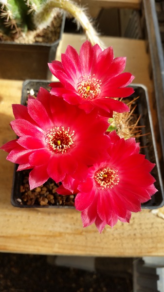 echinopsis hertrichiana