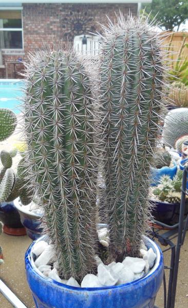 Side view of cactus in question