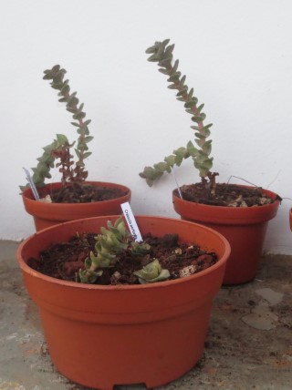 Crassula perforata IMG_1267 (Mobile).JPG