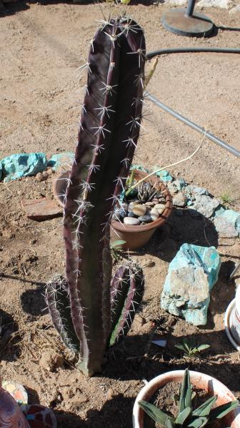 Cereus facing south.