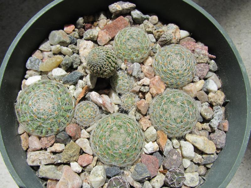 Mammillaria lenta