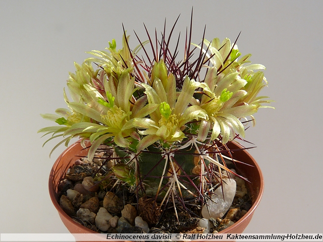 23_Echinocereus_davisii.JPG