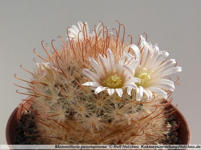 30_Mammillaria_pennispinosa.JPG