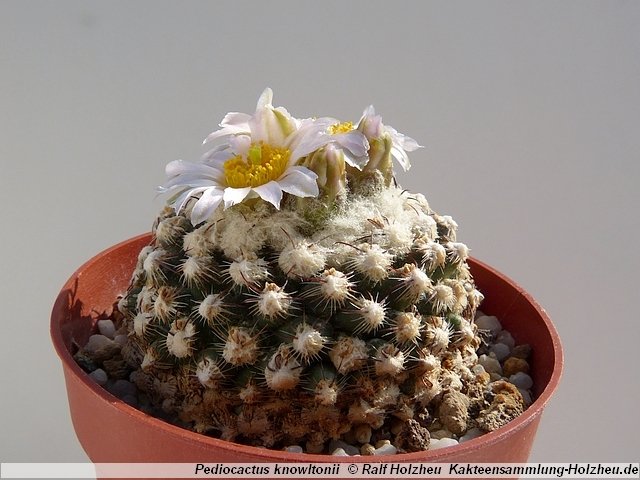 31_Pediocactus_knowltonii.JPG