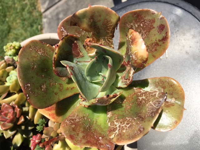 Echeveria-damage.jpg