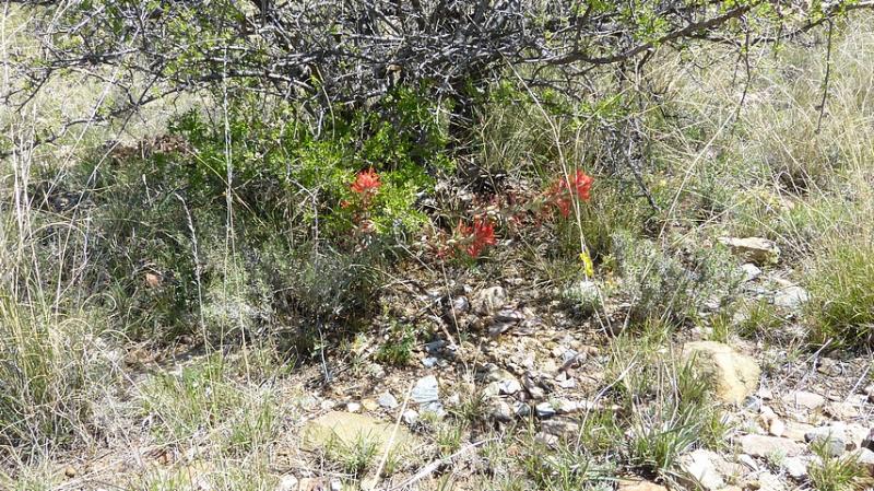 14_Castilleja lanata.JPG