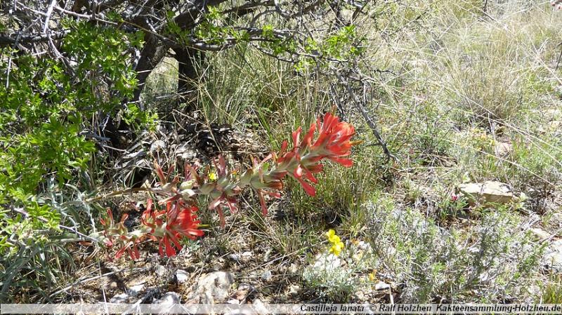 16_Castilleja lanata.JPG