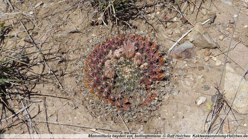 00_Mammillaria_heyderi_var._bullingtoniana.JPG