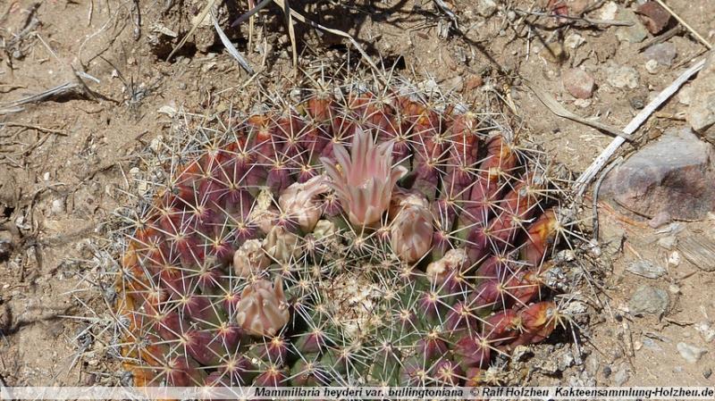 23_Mammillaria_heyderi_var._bullingtoniana.JPG