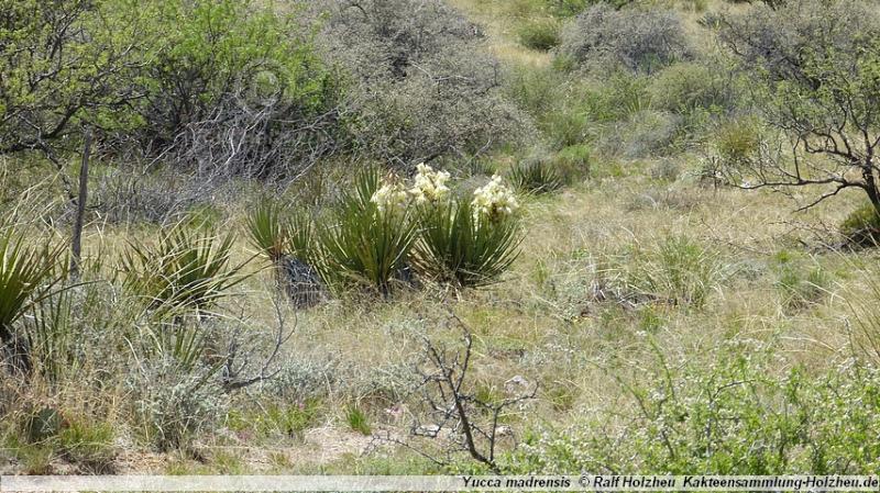 25_Yucca_madrensis.JPG